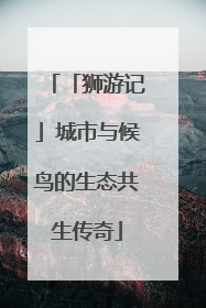 「狮游记」城市与候鸟的生态共生传奇