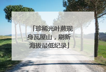 珍稀光叶蕨现身瓦屋山，刷新海拔最低纪录