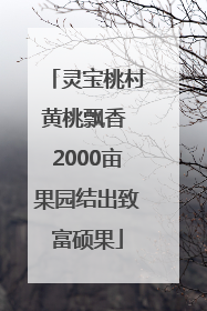 灵宝桃村黄桃飘香 2000亩果园结出致富硕果