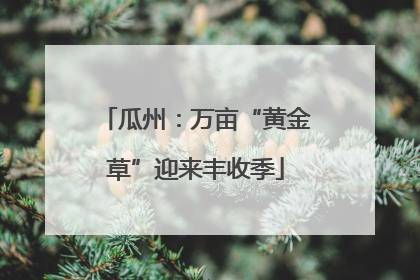 瓜州：万亩“黄金草”迎来丰收季