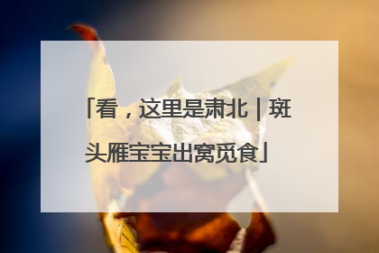 看，这里是肃北｜斑头雁宝宝出窝觅食