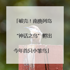 破壳！南麂列岛“神话之鸟”孵出今年首只小雏鸟
