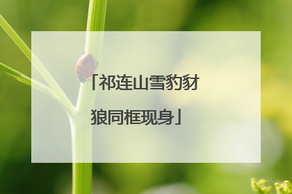 祁连山雪豹豺狼同框现身