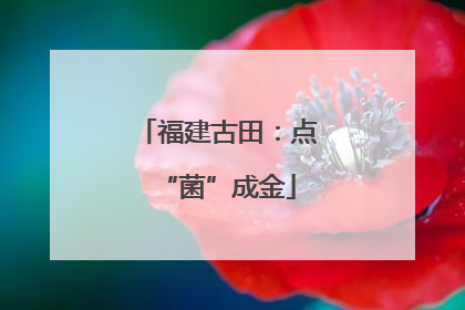 福建古田：点“菌”成金
