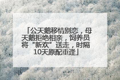 公天鹅移情别恋，母天鹅拒绝相亲，饲养员将“新欢”送走，时隔10天原配重逢
