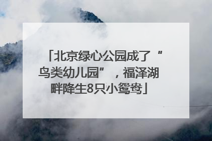北京绿心公园成了“鸟类幼儿园”，福泽湖畔降生8只小鸳鸯