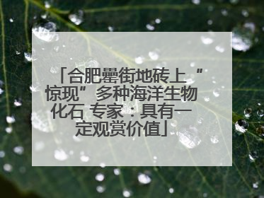 合肥罍街地砖上“惊现”多种海洋生物化石 专家：具有一定观赏价值