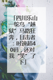四川乐山一鸵鸟“越狱”马路狂奔，目击者：时速超40码，还对我“笑”了下