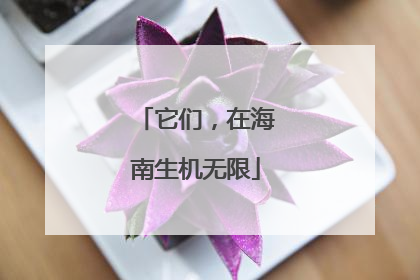 它们，在海南生机无限