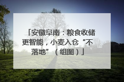安徽阜南：粮食收储更智能，小麦入仓“不落地”（组图）