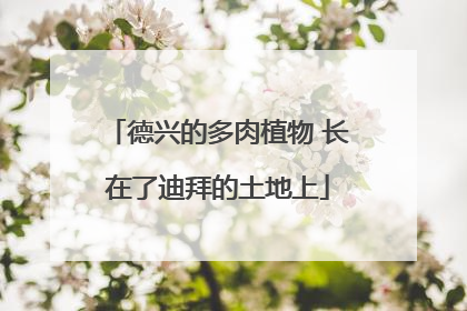德兴的多肉植物 长在了迪拜的土地上