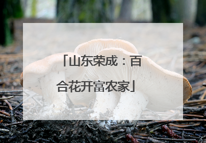 山东荣成：百合花开富农家