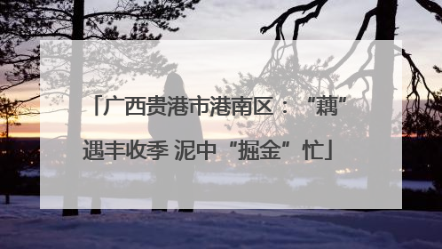 广西贵港市港南区：“藕”遇丰收季 泥中“掘金”忙