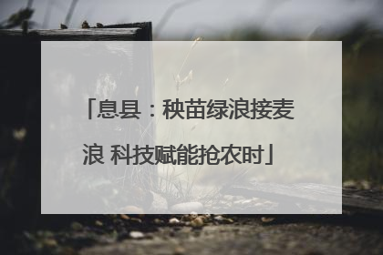 息县：秧苗绿浪接麦浪 科技赋能抢农时