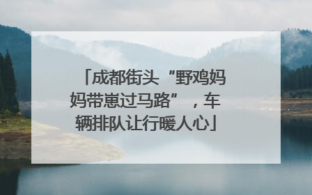 成都街头“野鸡妈妈带崽过马路”，车辆排队让行暖人心