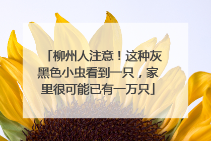 柳州人注意！这种灰黑色小虫看到一只，家里很可能已有一万只