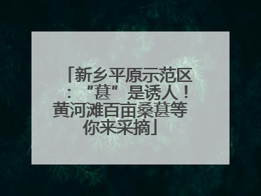 新乡平原示范区：“葚”是诱人！黄河滩百亩桑葚等你来采摘