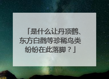 是什么让丹顶鹤、东方白鹳等珍稀鸟类纷纷在此落脚？