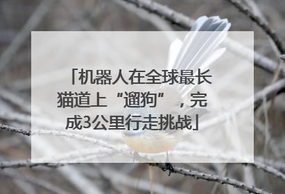机器人在全球最长猫道上“遛狗”，完成3公里行走挑战