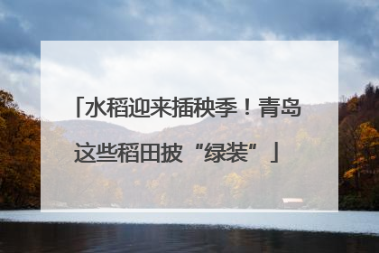 水稻迎来插秧季！青岛这些稻田披“绿装”