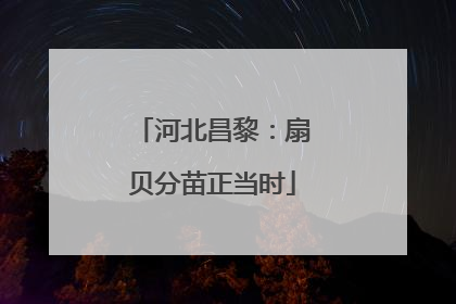 河北昌黎：扇贝分苗正当时