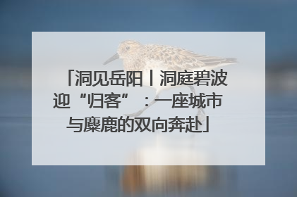 洞见岳阳丨洞庭碧波迎“归客”：一座城市与麋鹿的双向奔赴