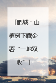肥城：山楂树下藏金薯“一地双收”