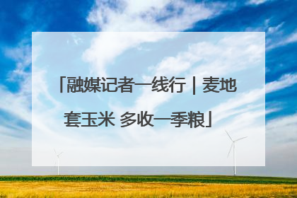 融媒记者一线行｜麦地套玉米 多收一季粮