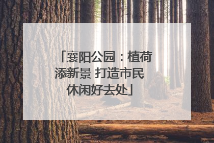 襄阳公园：植荷添新景 打造市民休闲好去处