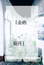 金鸡菊开