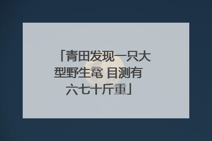 青田发现一只大型野生鼋 目测有六七十斤重