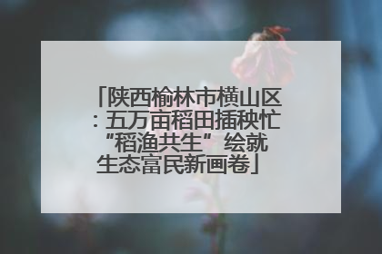 陕西榆林市横山区：五万亩稻田插秧忙 “稻渔共生”绘就生态富民新画卷