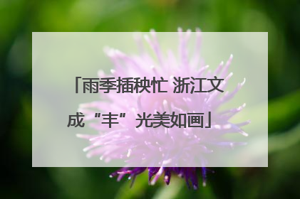 雨季插秧忙 浙江文成“丰”光美如画